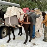 Two men loading packed mules in winter forest