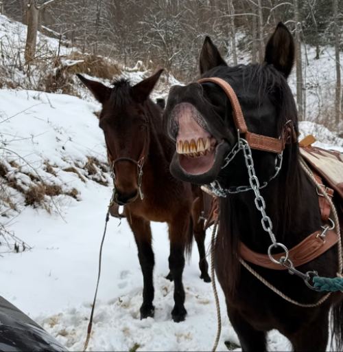 Mule smiling Two mules, one has lips wide open and showing teeth, smiling