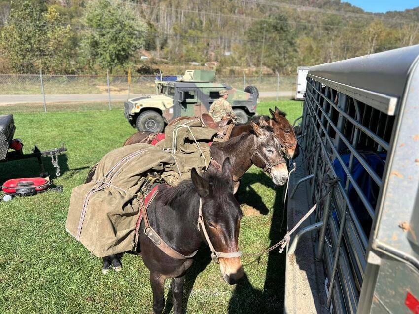 Mules tied to a trailer