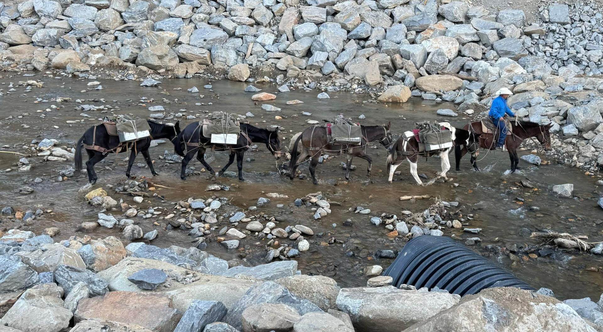 Mike Toberer leading mule pack through gully