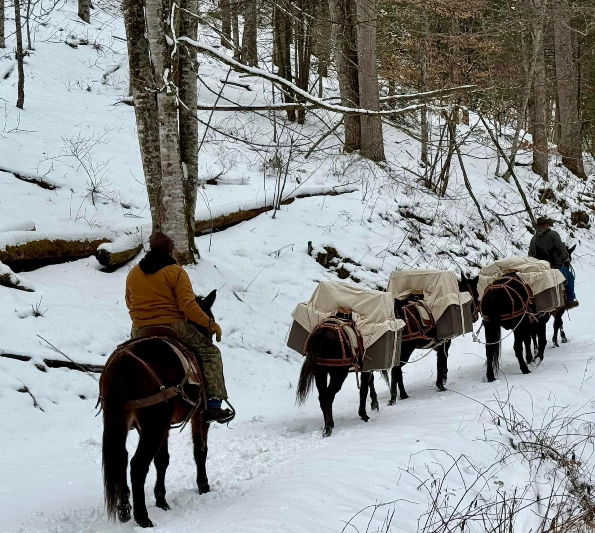 Mules and mule packers riding through snowy forest
