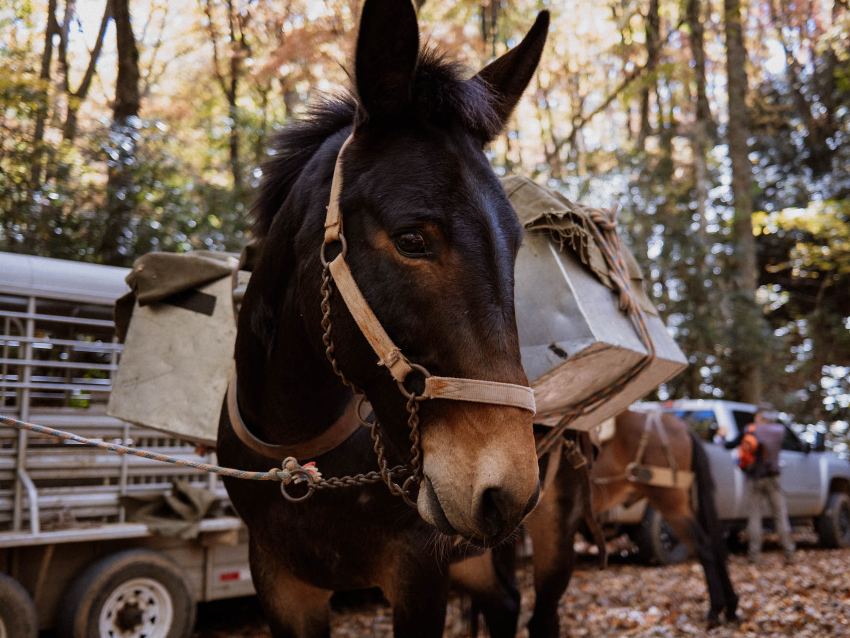 Closeup of mule face