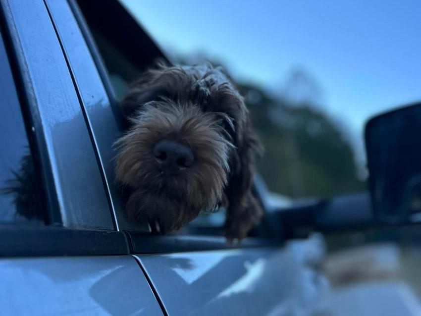 Elke wirehaired german pointer looking out car window