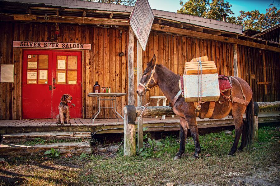 Dog and mule in front of a wood "saloon"