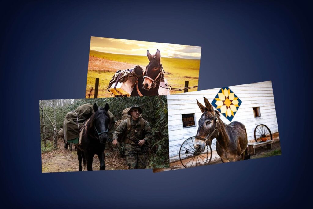 Collage of two mules and a horse