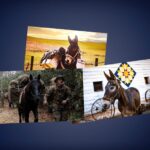 Collage of two mules and a horse