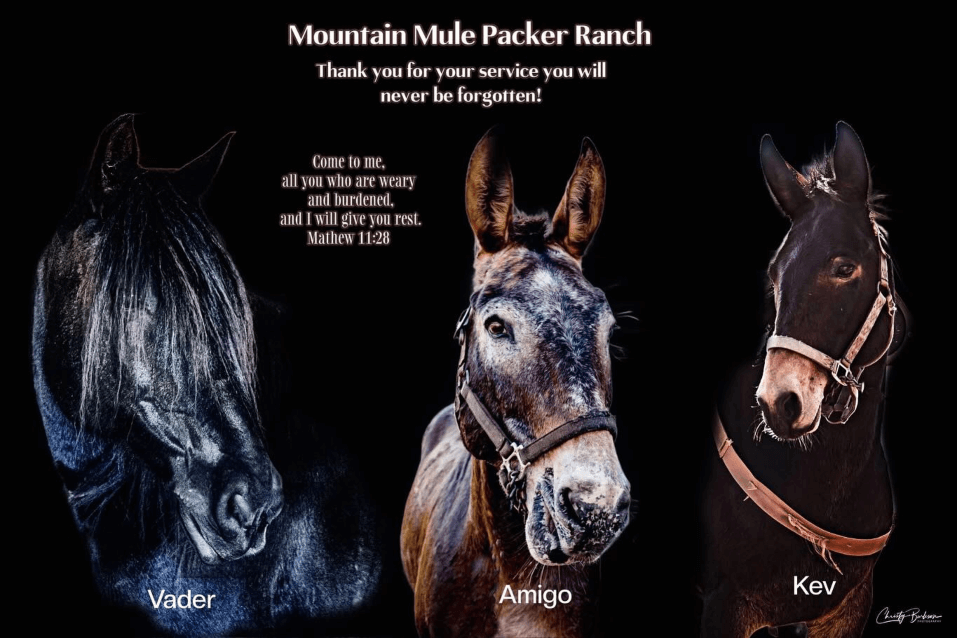 Vader, Amigo & Kev Collage of 3 equines