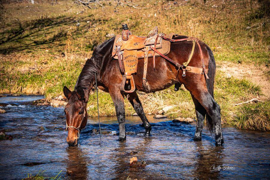Saddled mule drinking water from a stream