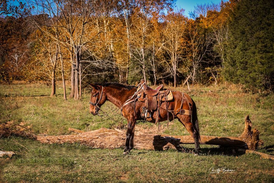 Saddled mule in a field