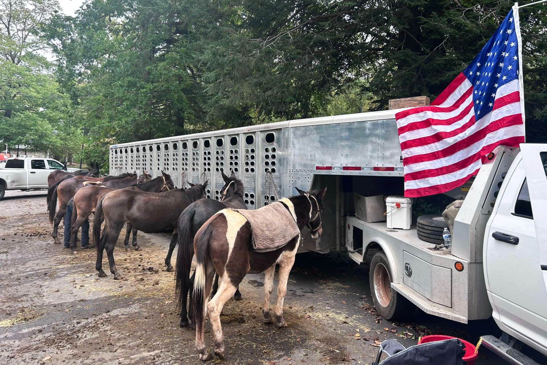 Mules lined up next to horse trailer that has American Flag