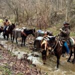 Two men on mules leading a mule string