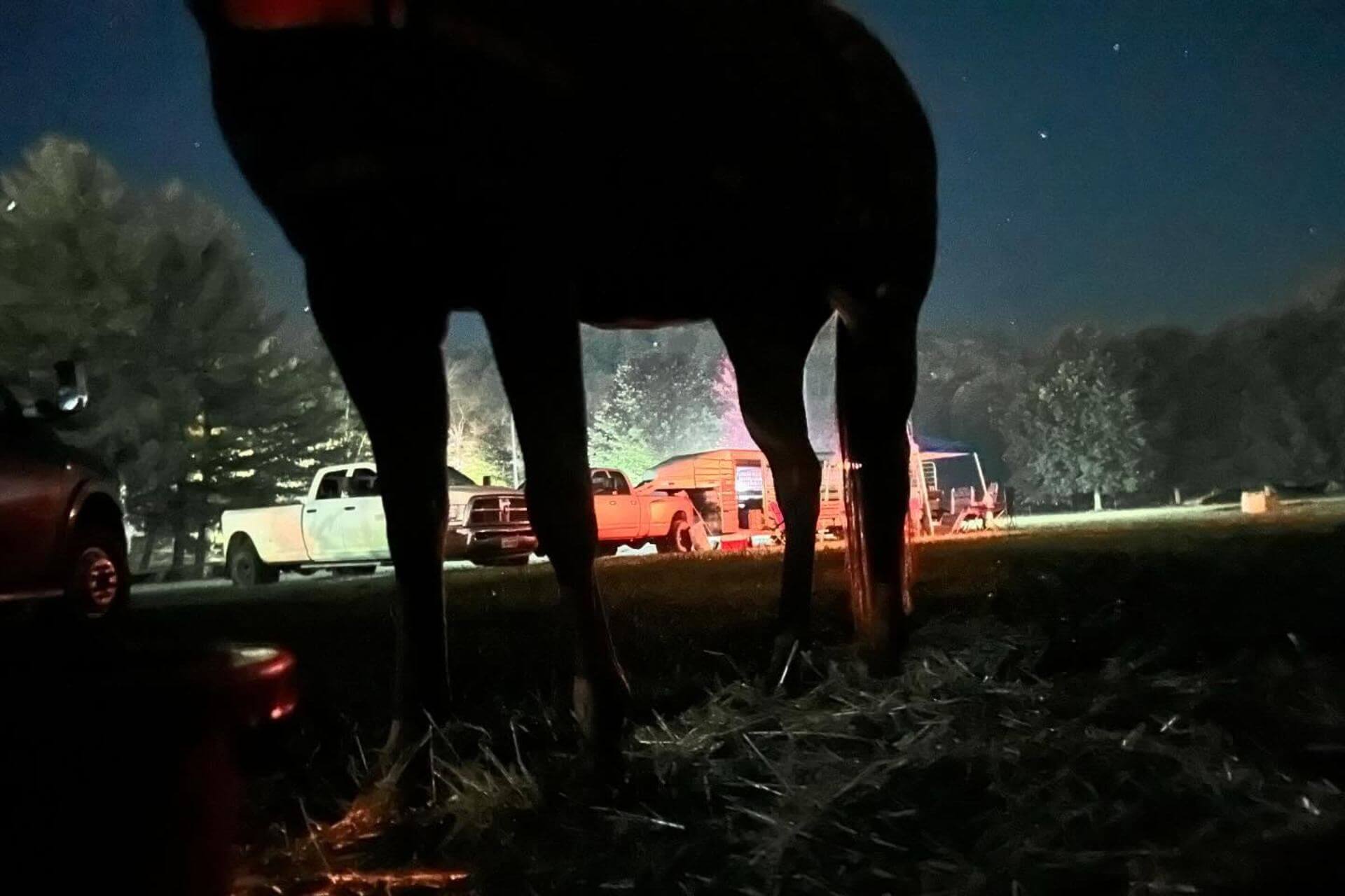 Mule silhouette at night