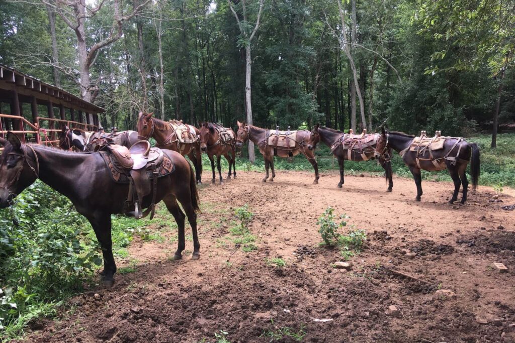 Mules lined up at cabin in woods