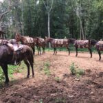Mules lined up at cabin in woods