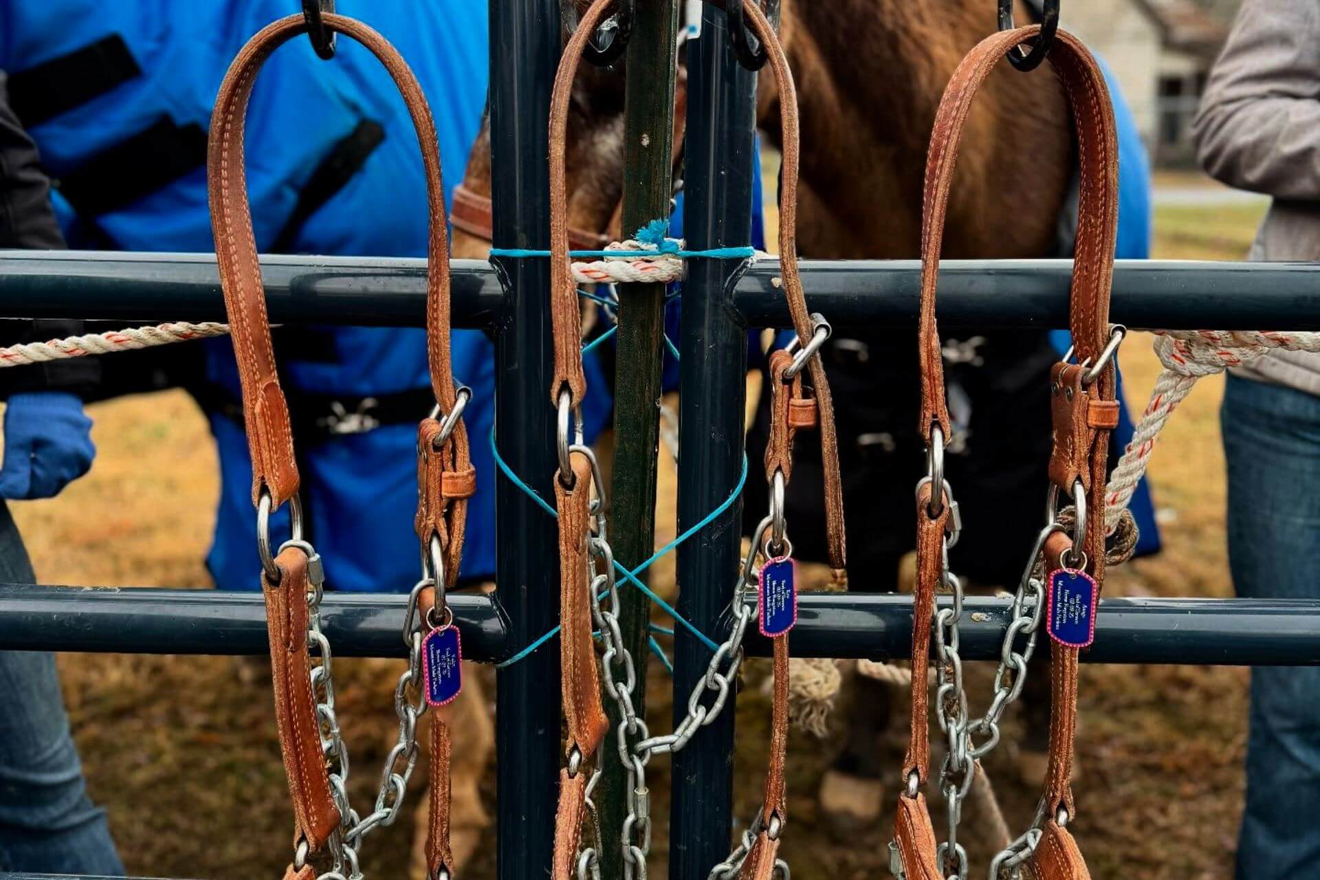 Three halters hung on fence
