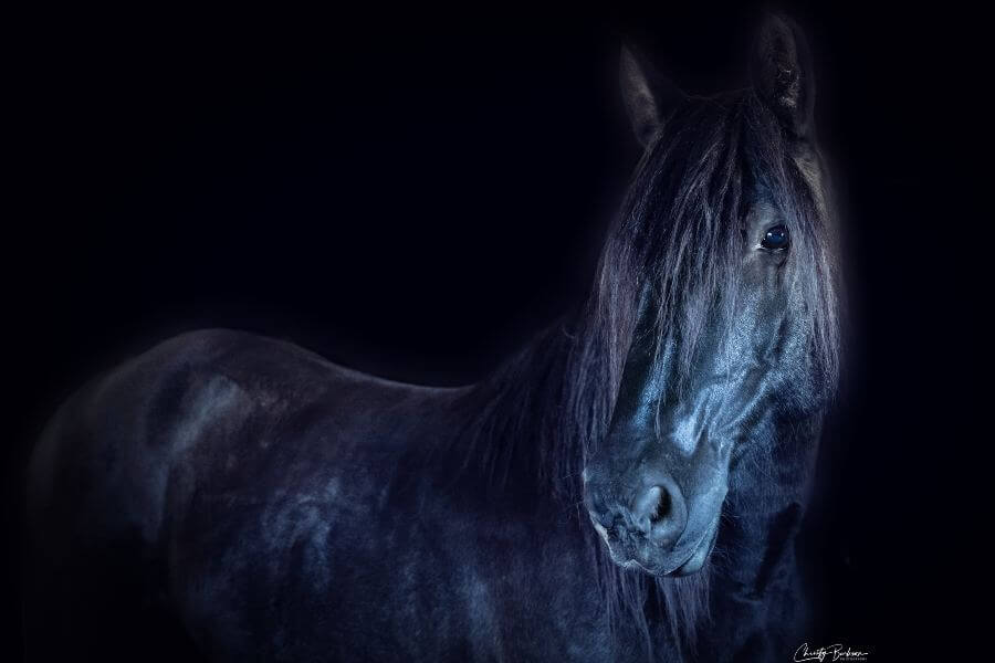 Vader Black Persian-gelding horse