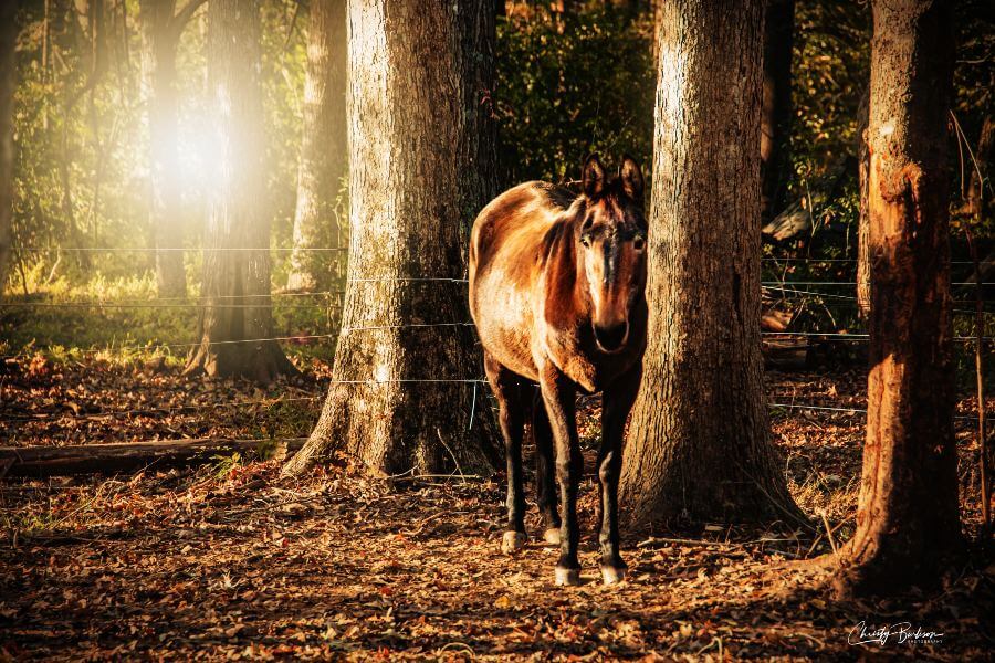 Mule standing in a sunlit forest