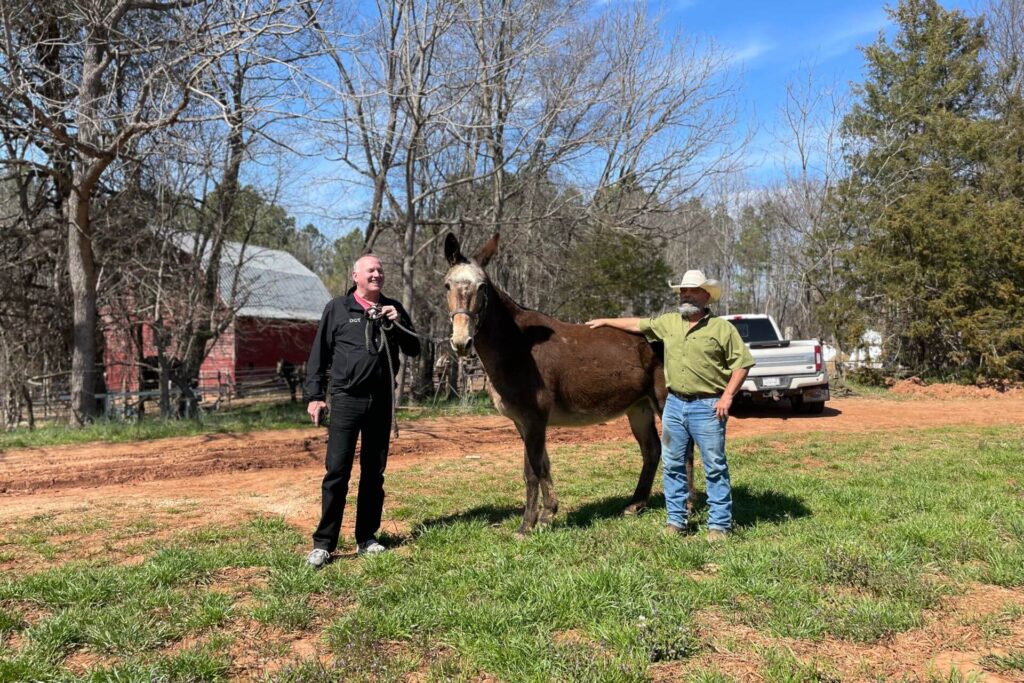 Two men standing by a mule