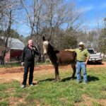 Two men standing by a mule