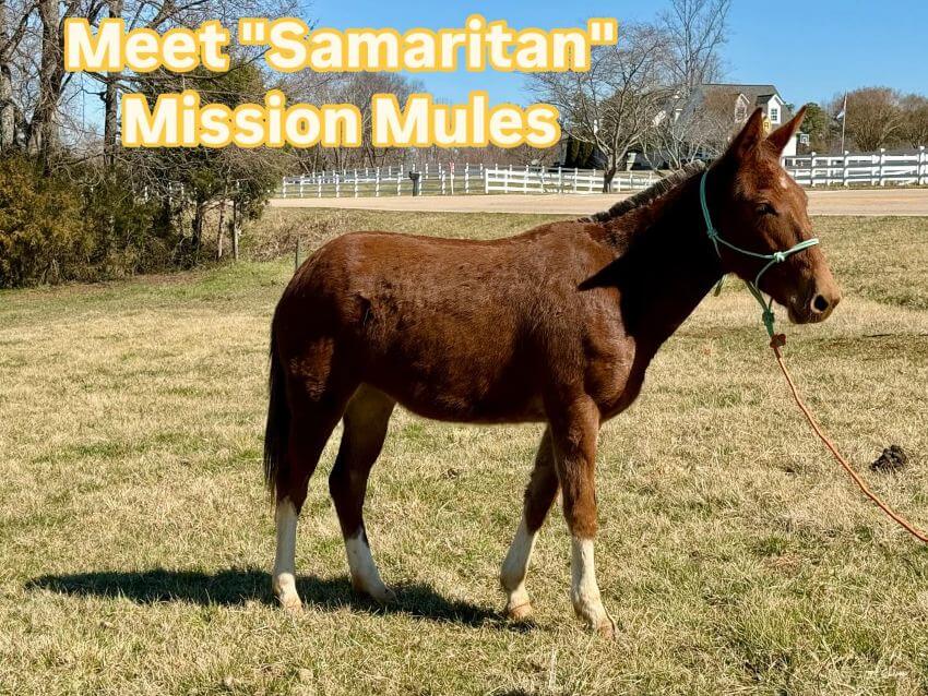 Samaritan Mule 3-7-25 Mule in a fenced field