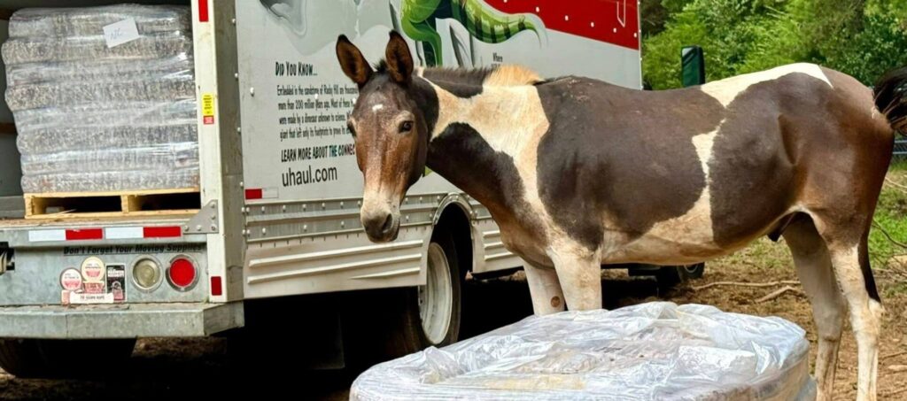 Brown and white mule standing in front of a UHaul truck