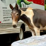 Brown and white mule standing in front of a UHaul truck