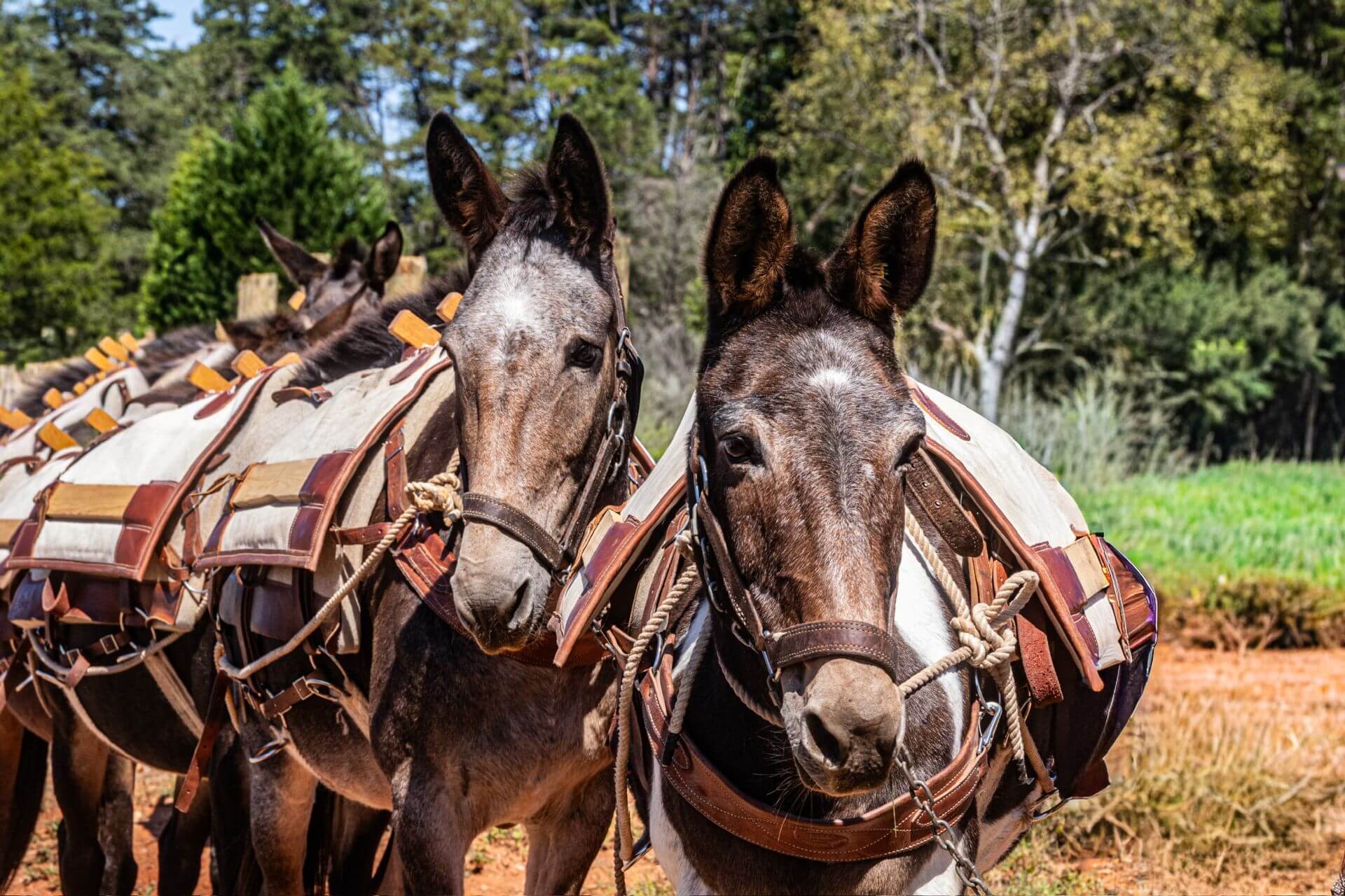 Mission Mules Two mules with saddle racks