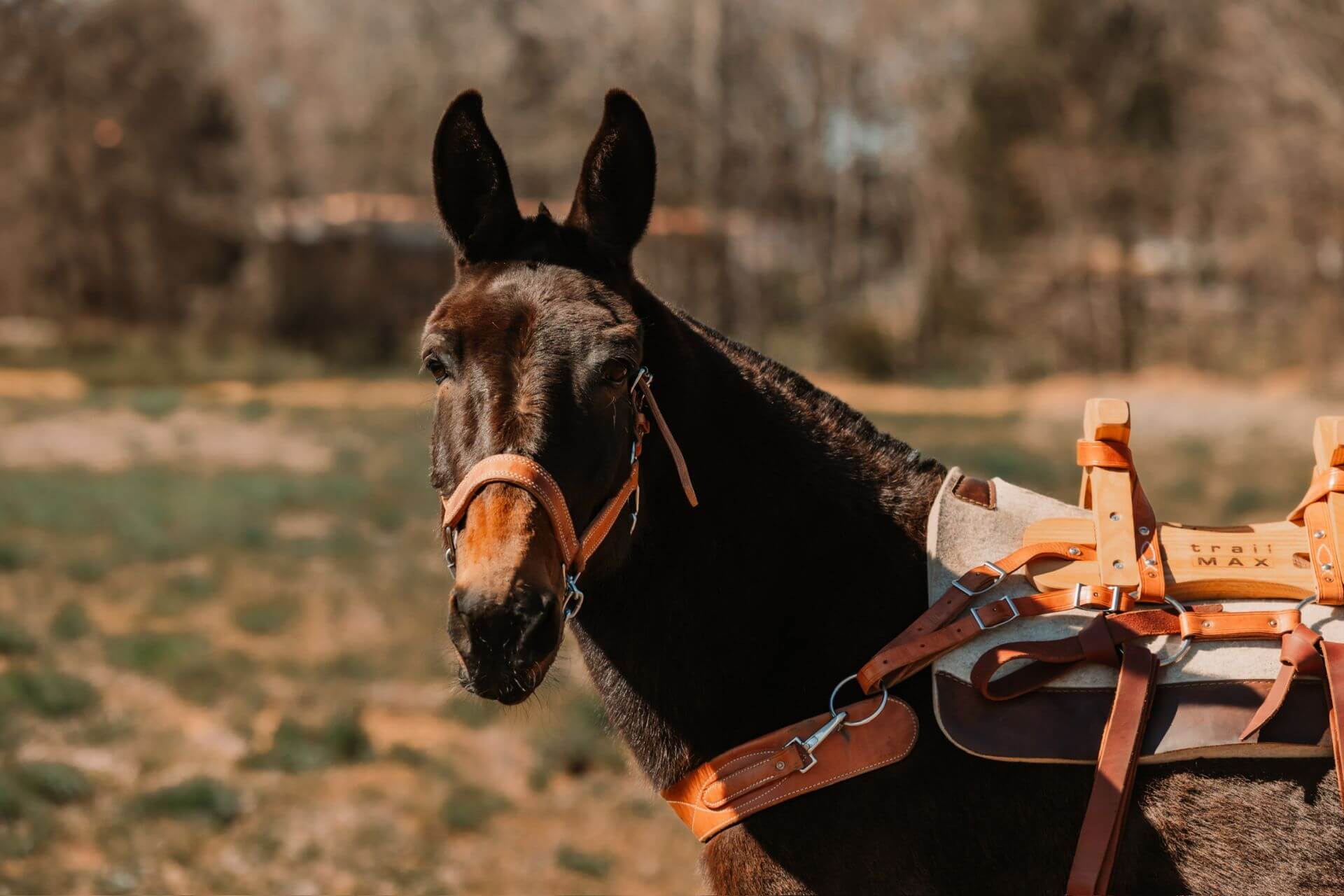 Closeup of a saddled mule
