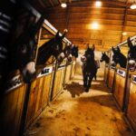 Illustration of mules in barn stalls with one mule walking down the middle
