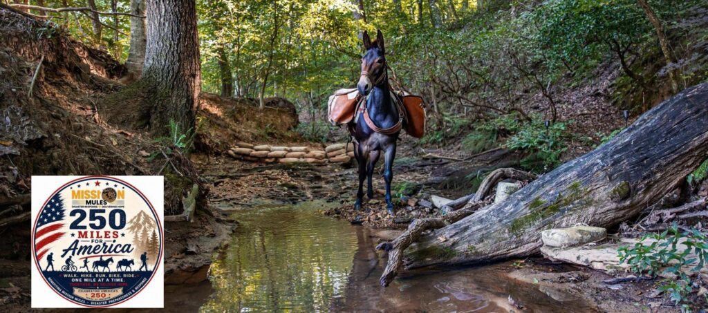Saddled mule in stream in middle of woods