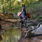 Saddled mule in stream in middle of woods