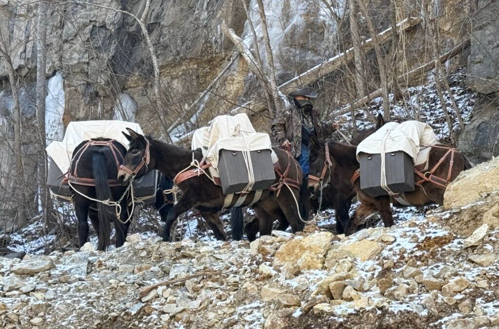 Mule team being lead through rocky forest
