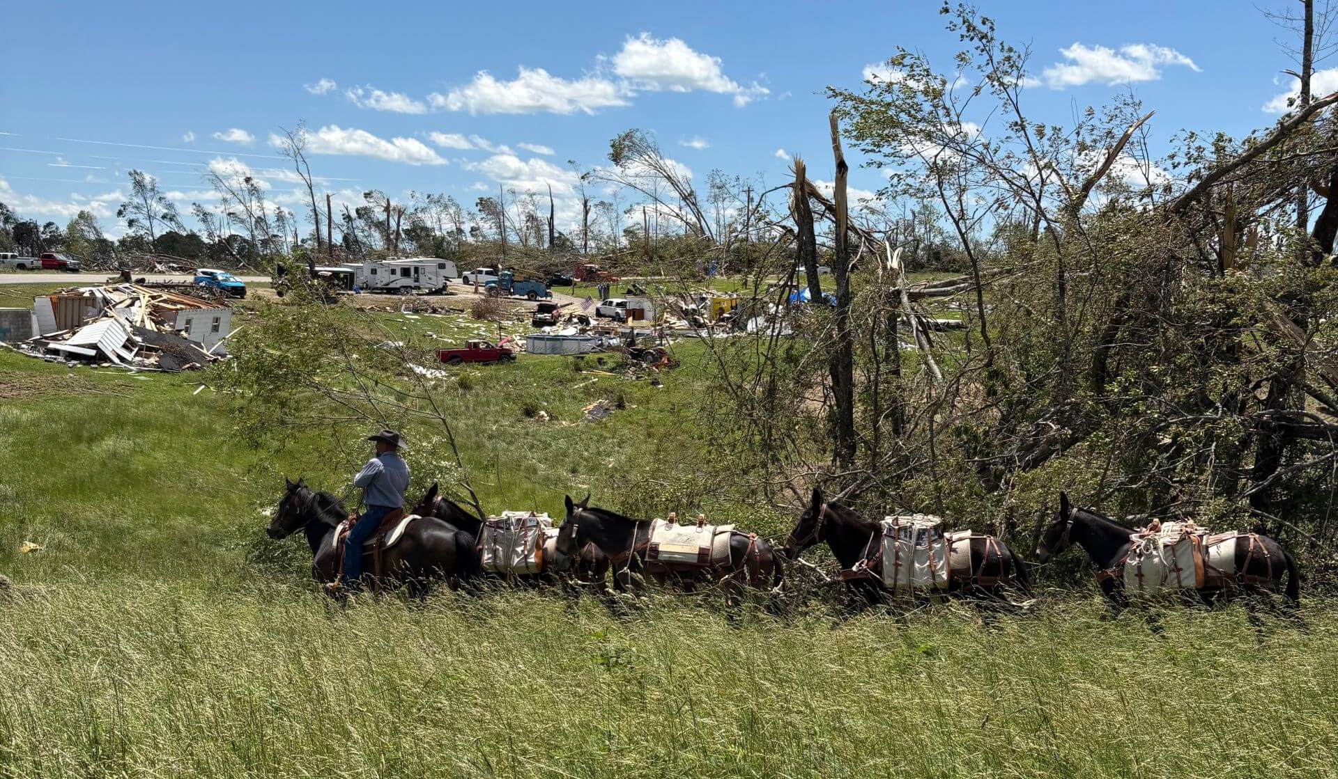 Mule string being lead through high grass after tornado